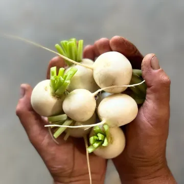 Turnips Hakurei (no tops) NCO 10lb